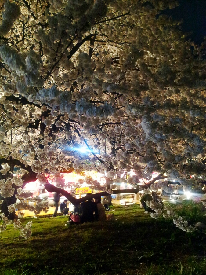 桜2014.3.jpg