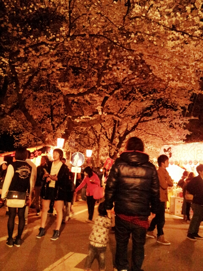 桜2014.jpg